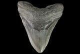 Large, Megalodon Tooth - Georgia #76473-2